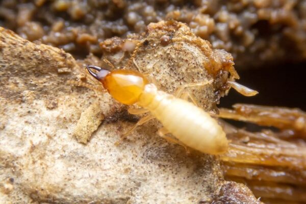 Attract Termites