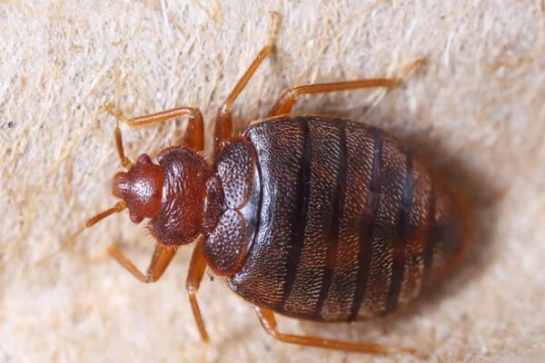 Prevent Bed Bugs