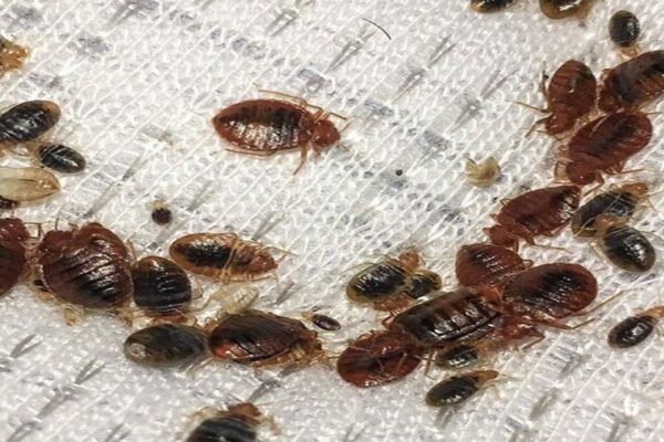 Can You Live with Termites in Your Groveland Home? exterminator in Groveland