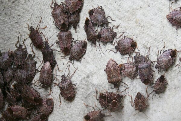 Return Stink Bug – When to Expect Them & How to Fight Back Return Stink Bug