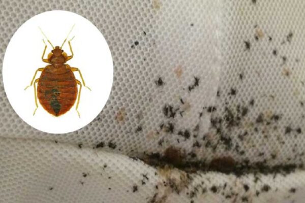 The Bed Bug Effect