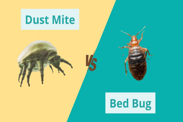 Dust Mites – Invisible pests