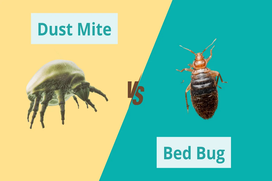 Dust Mites – Invisible pests