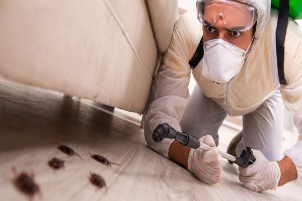 How Urban Living in Indianapolis Increases Rodent Risk pest control